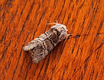 Lunar marbled moth (Drymonia ruficornis) England, UK.