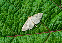 Mother of pearl moth (Patania ruralis) Sussex, England, UK. July.