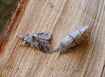 Pale tussock moth (Calliteara pudibunda) male left and female right England, UK.