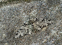 Peppered moth (Biston betularia) camouflaged on tree trunk, Sussex, England, UK, May.