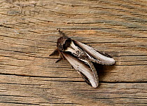 Swallow prominent moth (Pheosia tremula) Sussex, England, UK, May.