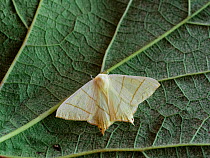Swallowtail moth (Ourapteryx sambucaria) on leaf. England, UK.