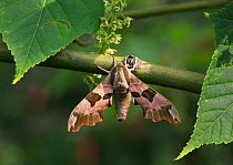 Lime hawk moth (Mimas tiliae) perched on lime branch. England, UK.