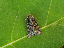 Brindled green moth (Dryobotodes eremita) Sussex, England, UK, September.