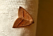 Brown silver lines moth (Petrophora chlorosata) England, UK.