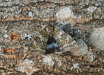 Clifton nonpareil moth (Catocala fraxini) Sussex, England, UK, September.