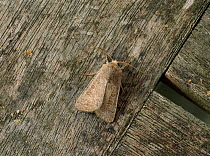 Common quaker moth (Orthosia cerasi) Sussex, England, UK, June.