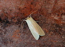 Common wainscot (Mythimna pallens) Sussex, England, UK, May.