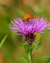 Small skipper butterfly (Thymelicus sylvestris) feeding from Knapweed, Ardingly, Sussex, England, UK, June.