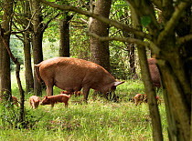 Tamworth pig sow with her piglets at Knepp Estate, Sussex, England, UK, July.
