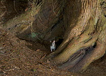 Brown rat (Rattus norvegicus) living under roots of Yew tree (Taxus baccata) England, UK.