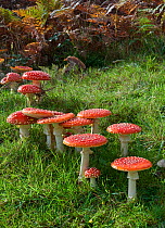 Fly agaric (Amanita muscaria) Sussex, England, UK, October.