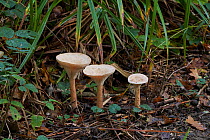 Trooping funnels fungi (Infundibulicybe geotropa) group of three, England, UK.