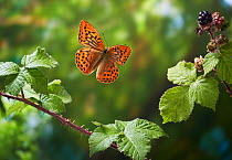 Silver washed fritillary (Argynnis paphia) in flight after take off, Sussex, England, UK. July.