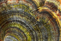 Turkey tail fungus (Trametes-versicolor) close up, England, UK.