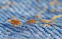 Froghopper (Cercophid) and grass seeds caught on jeans after stroll through long dry grass. They are difficult to tell apart when not magnified. England, UK.