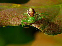 Green crab spider (Diaea dorsata) England, UK.