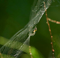 Lesser garden spider (Metellina segmentata) on web, England, UK.