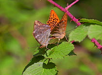 Silver washed fritillaries (Argynnis paphia) mating, Loder Valley reserve, Sussex, England, UK. July.