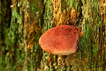 Beefsteak fungus (Fistulina hepatica) , Clare Glen, Tandragee, County Armagh, Northern Ireland, UK.