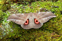 Blotched emperor moth (Lobobunaea phaedusa), Obout village, Cameroon, . Controlled conditions.