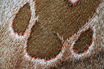 Blotched emperor moth (Lobobunaea phaedusa), close up of wing detail, Cameroon, .Controlled conditions.