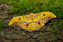Cat&#39;s-eyed emperor moth (Aurivillius aratus), Amedzofe, Ghana. Controlled conditions.