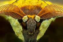 Cat&#39;s-eyed emperor moth (Aurivillius aratus), Amedzofe, Ghana. Controlled conditions.