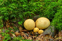 Common earth-ball fungus (Scleroderma citrinum) Gosford Forest Park, County Armagh, Northern Ireland.