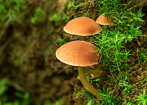 Common stump brittlestem toadstool (Psathyrella piluliformis), Clare Glen, Tandragee, County Armagh, Northern Ireland, UK.