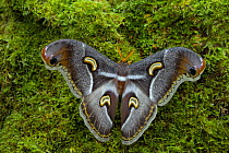 Saturniid moth (Epiphora intermedia), Kenya, Africa Controlled conditions.