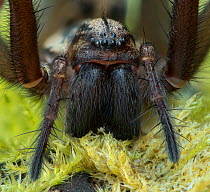 Giant house spider (Eratigena atrica) close up showing large mandibles, Banbridge, County Down, Northern Ireland. September.