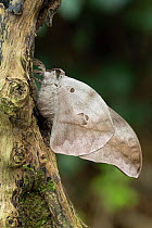 Moth (Lobobunaea phaedusa) Obout village, Cameroon, Africa Controlled conditions.