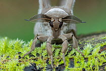Moth (Lobobunaea phaedusa) Obout village, Cameroon, Africa Controlled conditions.