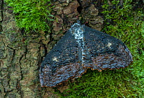 Saturniid moth (Micragone agathylla) Amedzofe, Ghana, Africa Controlled conditions.