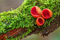 Scarlet elf cup (Sarcoscypha coccinea) Clare Glen, Tandragee, County Armagh, Northern Ireland.