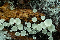 Snowy disco fungus (Lachnum virgineum) Gosford Forest Park, County Armagh, Northern Ireland.