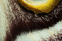 Southern Atlas moth (Epiphora bauhiniae) close up wing detail, Gambia, Africa. Controlled conditions.