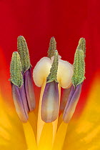 Tulip (Tuplia species) close up of stigma and anthers, Banbridge, County Down, Northern Ireland.