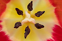 Tulip (Tuplia species) close up of stigma, Banbridge, County Down, Northern Ireland.