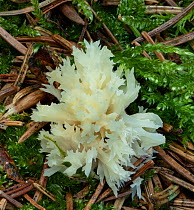 White coral fungus (Clavulina coralloides) Pomeroy Forest, County Tyrone, Northern Ireland.