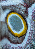 White-ringed atlas moth (Epiphora mythimnia) close up of eyespot, Kenya, Africa