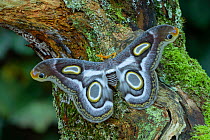 White-ringed atlas moth (Epiphora mythimnia), Kenya, Africa