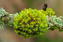 Wood bristle-moss (Orthotrichum affine) Peatlands & Annagarriff Wood NNR, County Armagh, Northern Ireland.