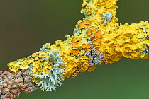 Branch covered with different lichens including Xanthoria parietina, Lecanora chlarotera with a lichenicolous fungus, Evernia prunastri and Physcia sp, Banbridge, County Down, Northern Ireland.