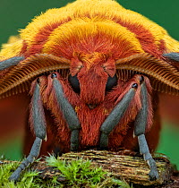 African golden emperor moth (Gonimbrasia krucki), close up of male head , Kenya, Africa Controlled conditions.