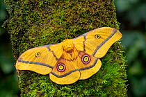 African golden emperor moth (Gonimbrasia krucki), wings open showing eyespots, Kenya, Africa Controlled conditions.