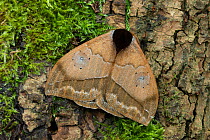 Saturniid moth (Automeris banus), Poza, Honda Manabi Province, Ecuador Controlled conditions.