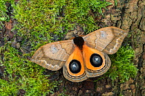 Saturniid moth (Automeris banus) wings open showing eyespots, Poza, Honda Manabi Province, Ecuador Controlled conditions.