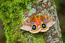 Saturniid moth (Automeris io io) showing eyespots on wings, occurs in Central America Controlled conditions.